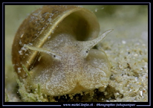Freshwater Snail... :O)... by Michel Lonfat 